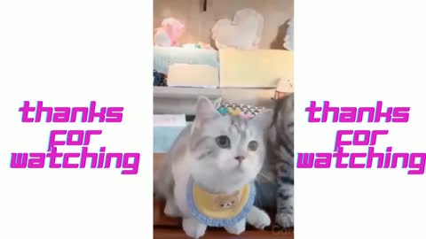 Cute cat 🐱 video