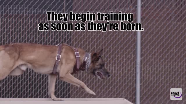 Military Dogs