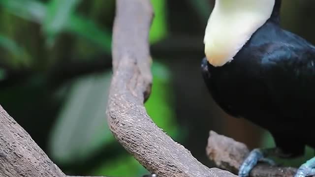 Toucan, what are you eating