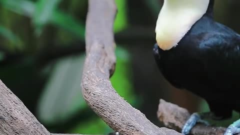 Toucan, what are you eating