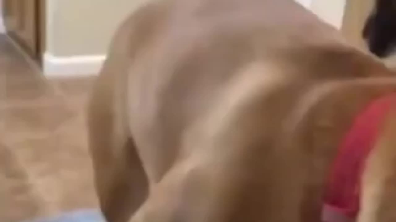 Animals Fail