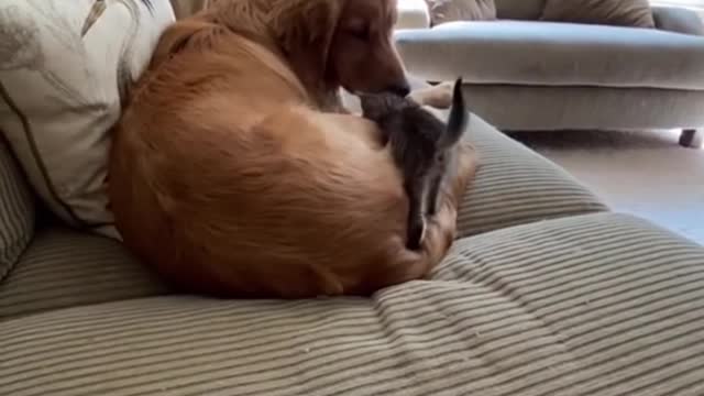 🥰Cat dog funny romance ♥️