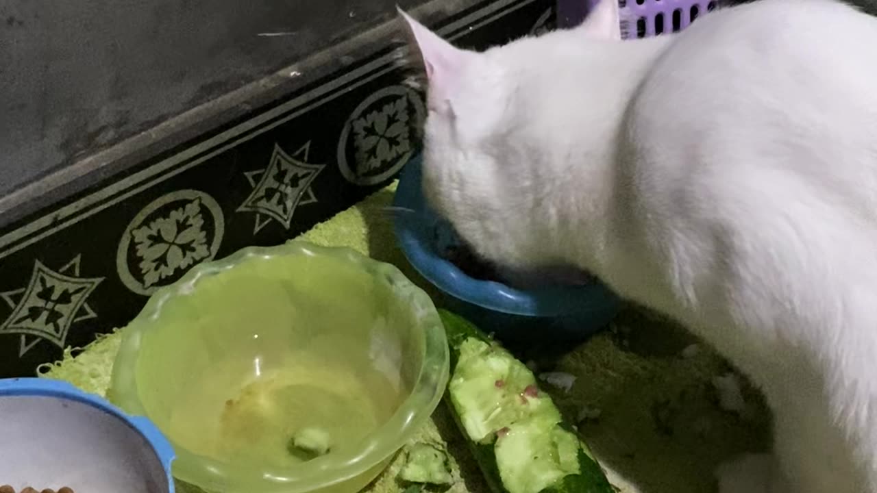 When Your Cat Decides Salad is the New Tuna