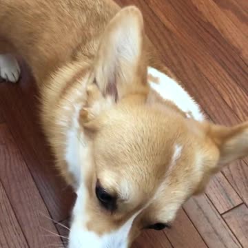 Crazy eyes for Peanut butter