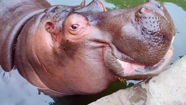 It's a little scary. the hippo opens its mouth and eats grapes