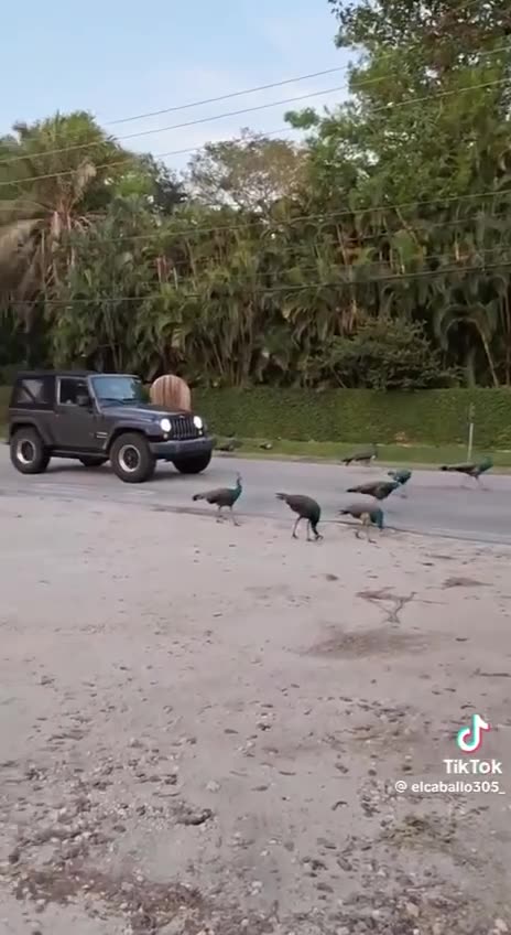 This man has the solution to Ohio's problems 🤣