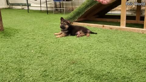 German Shepherd PUPPIES 8 weeks and DAD Play