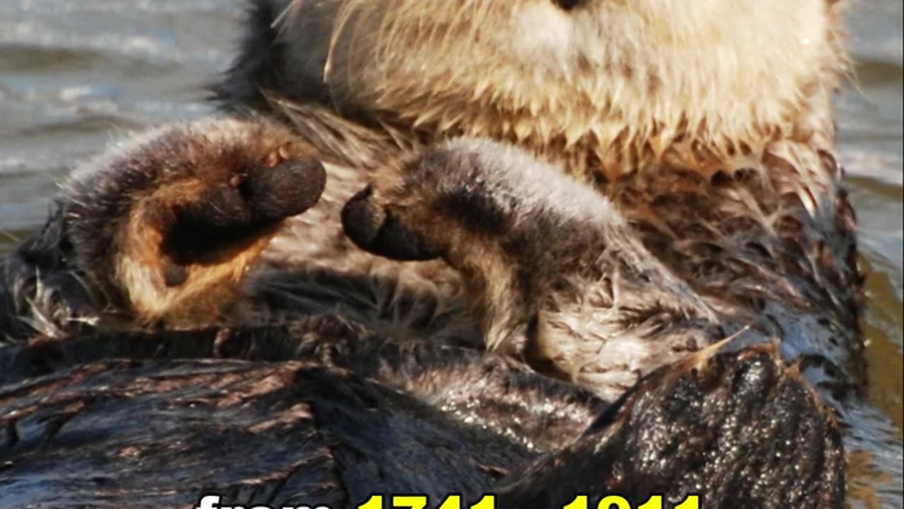 Sea Otter | The Cutest Predator In The World