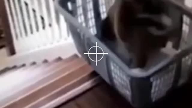 funny cat compilation