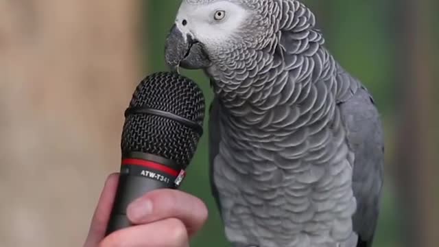 The BEST Talking Parrot i cant get over this videos too cute :)