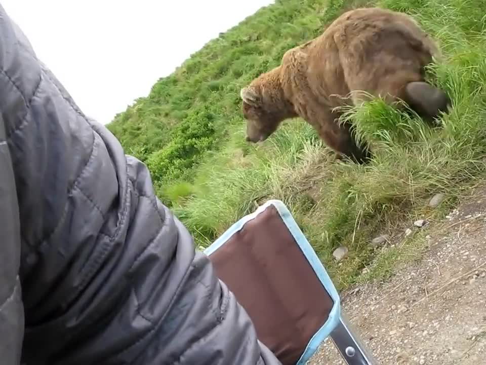 bear sits close to fellow