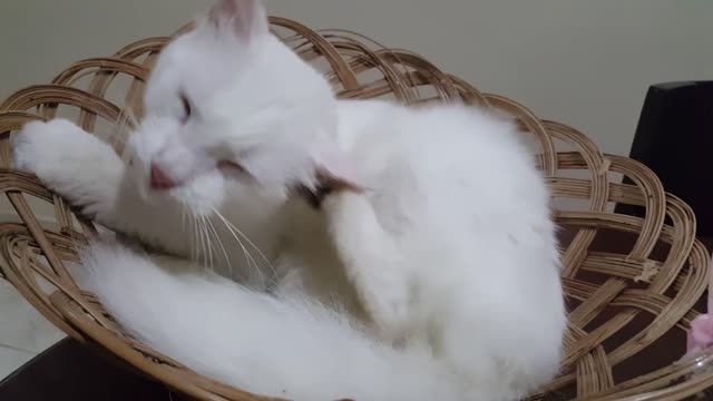 White Cat Scratching