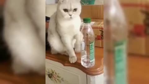Cute Cats and Funny Videos 😍 | Best of 2022 Funny Cats and dogs video 🔥