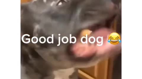 LOOK AT THIS | Wait for the end 😂