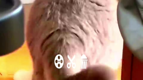 Funny Animal Videos 2024 Best Dogs And Cats Videos 😺😍short,viral,tiktok