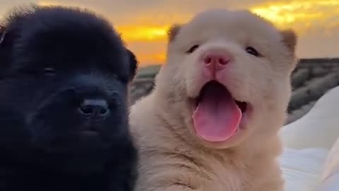 Omg adorable dog so cute
