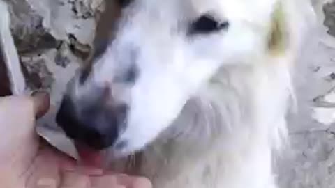 Will my dog get all the challenges right .