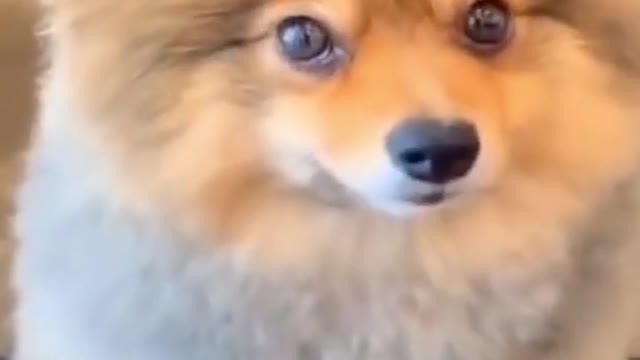 Funny Dog Videos - Shot on iPhone