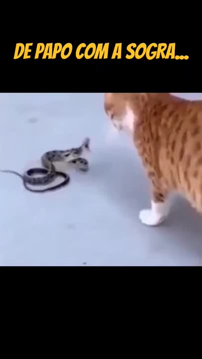 Chatting with Mother-in-law... - Funny Mother-in-law Cat (PT-Tratando bem a sogra)