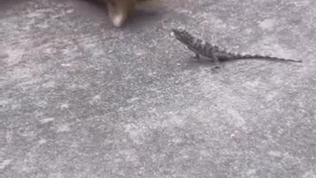 Cat and lizard