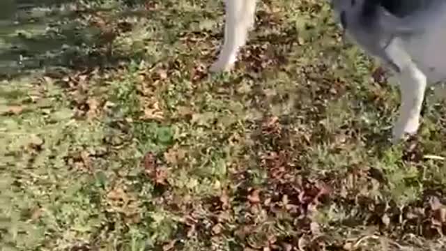 dog falls miserably after jumping to catch leaves - how to get maple leaves ~complete guide~ [acnh]