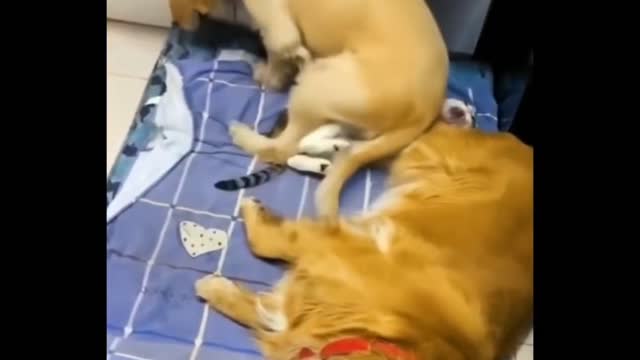 Funniest Cats 😹 - Cats Are Hilariously Clumsy 😂 - Funny Cats Life