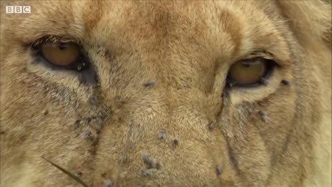 The 24/7 Wild Collection | Top 5 | BBC Earth