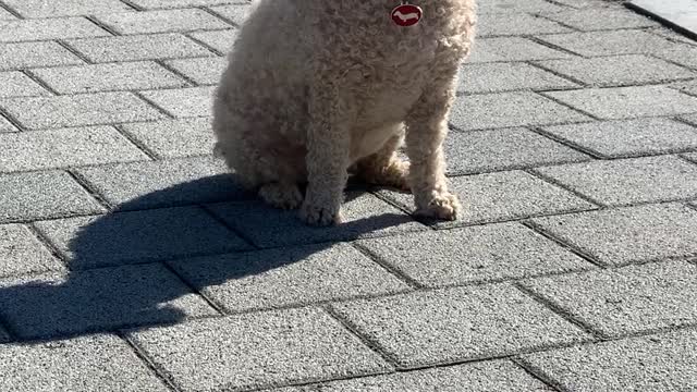 Cute Poodle Sitting On The Road