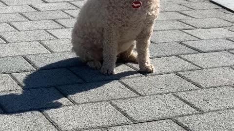 Cute Poodle Sitting On The Road