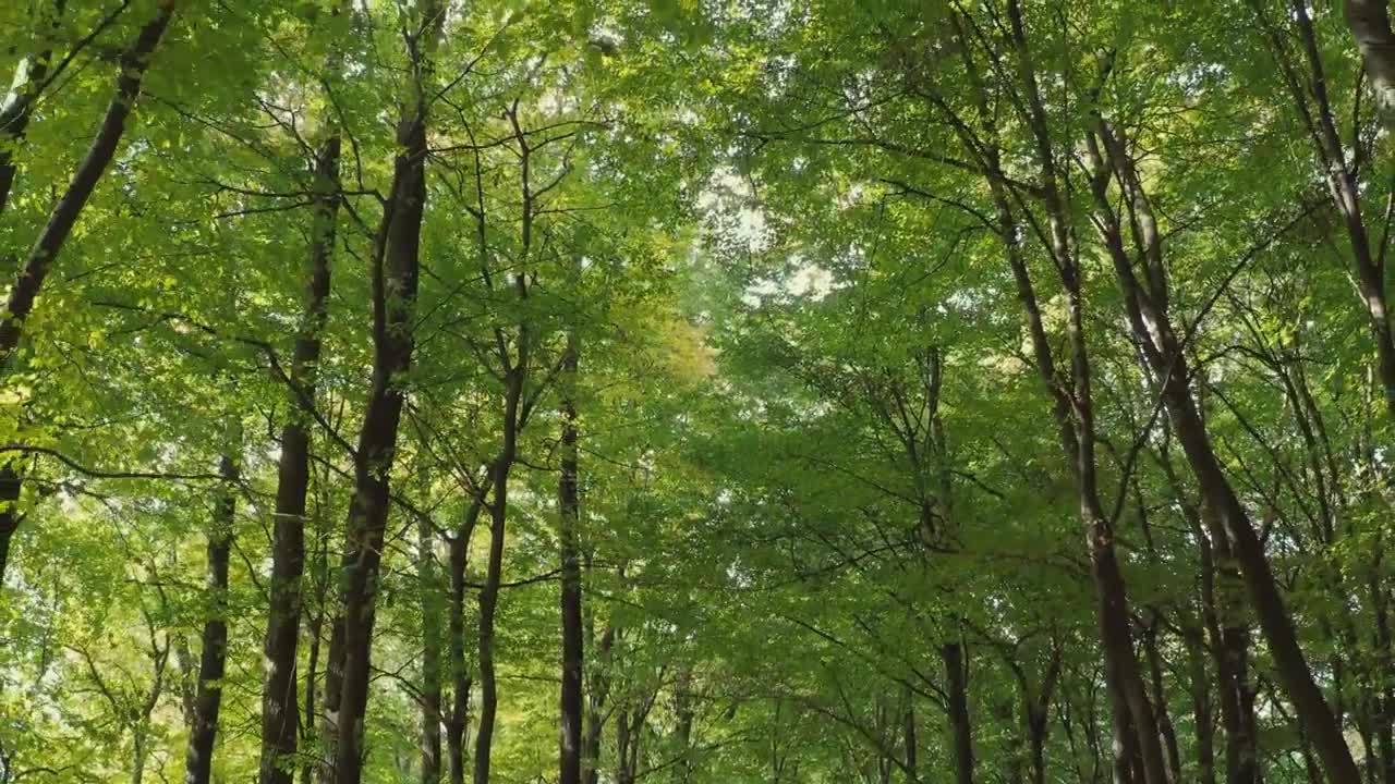 Beautiful Nature Stock Footage #nature