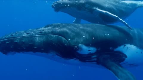 Massive Humpback Whales 🐋