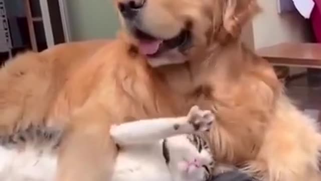 cat and dog love each other makes you laugh!