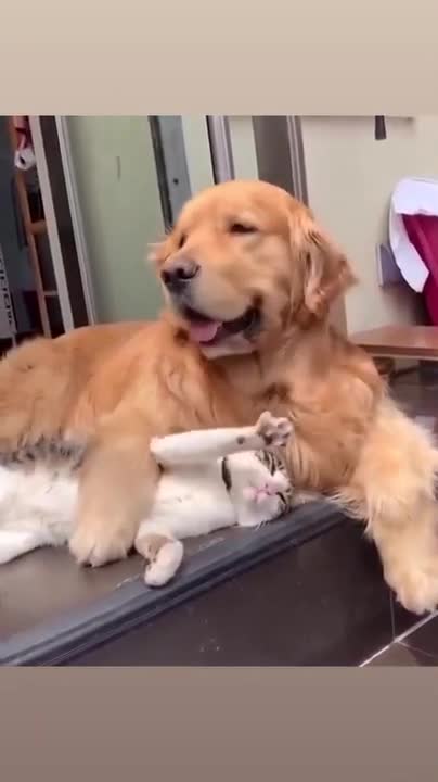 cat and dog love each other makes you laugh!