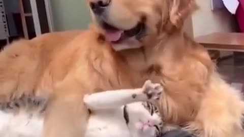 cat and dog love each other makes you laugh!