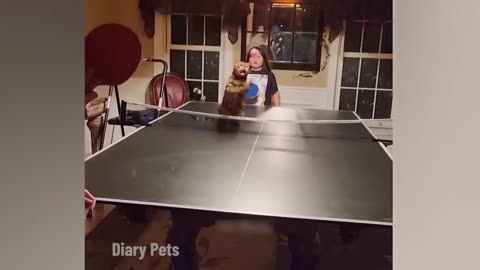 New Funny Cats and Dogs