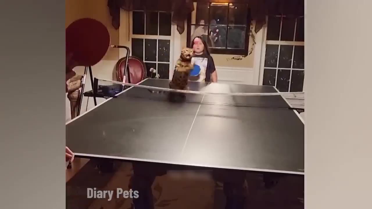New Funny Cats and Dogs