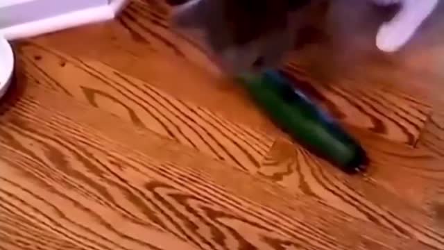 CAT FUNNY VIDEO