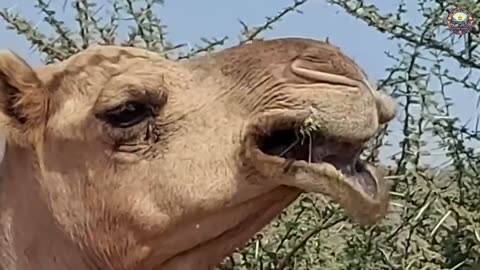 Unbelievable: How Camels Can Eat Cacti Full of Thorns!