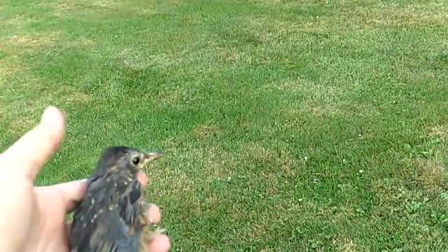 Setting A bird Free After He Has Been Rehabilitated