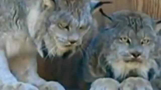 Very Angry Lynx.