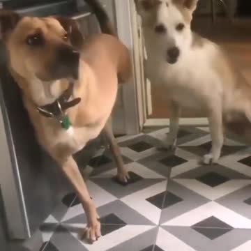 cute dog without legs