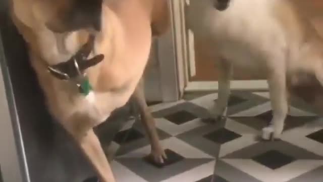 cute dog without legs