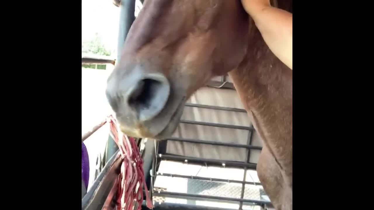 23 yr old red roan