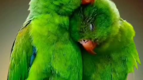 Precious ❤️ 🦜