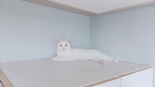 A cute cat on the closet