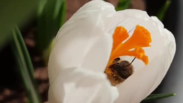 Little bee cleaning her crocus pollen