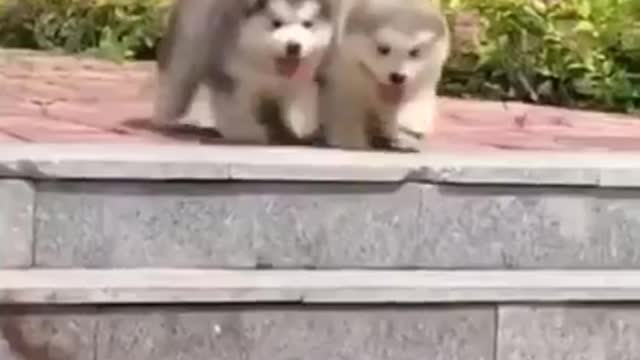 CUTE CATS & DOGS FUNNY VIDEOS COMPILATION 2021