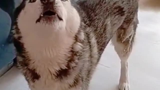 _Don`t yell at me!!!_ _I`m not YELLINGGG!_