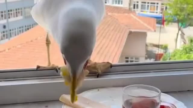 Cute birds eating video