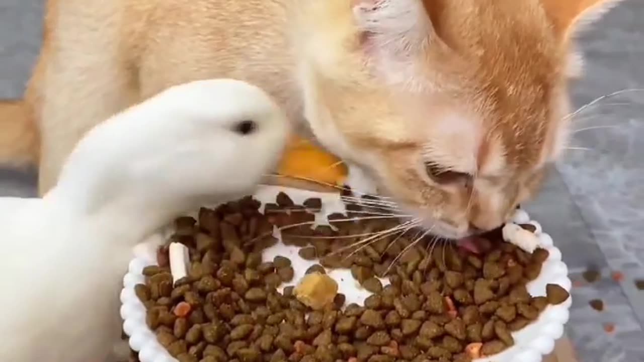 Cat and duck funny clip